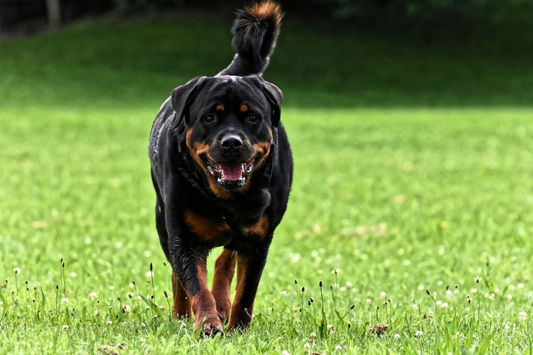 Ilustrasi anjing jenis Rottweiler. 