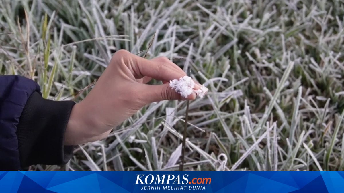 Dampak Embun Upas Dieng, 30 Hektar Tanaman Kentang Rusak