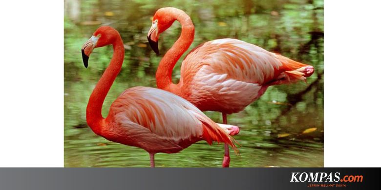 Terungkap Alasan Flamingo Suka Berdiri Dengan Satu Kaki