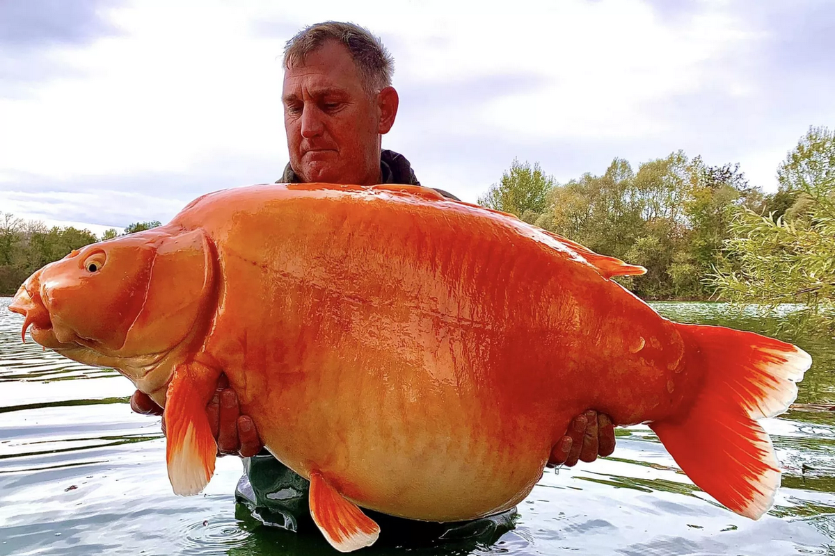 Salah satu ikan mas terbesar di dunia ditangkap seorang nelayan di sebuah danau, di Perancis. Ikan mas hibrida dengan ikan koi ini memiliki bobot mencapai 30 Kg. 
