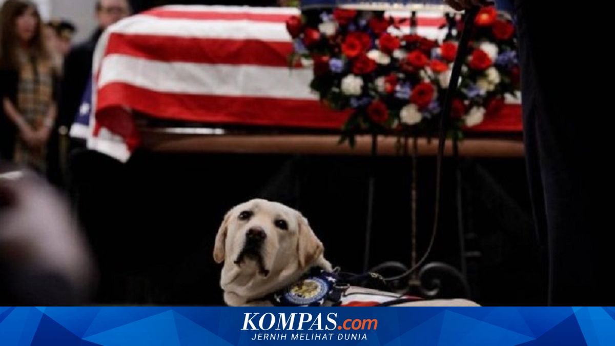 Sully, Anjing Mendiang Presiden George HW Bush Kini Punya Tugas Baru ...