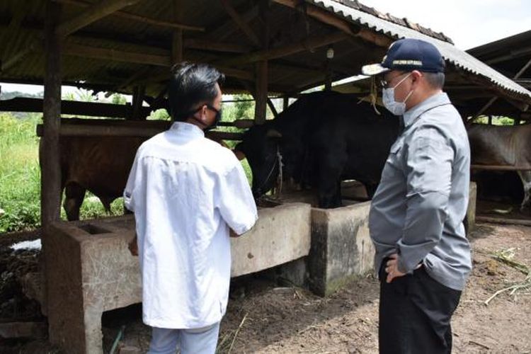 Usaha penggemukan sapi Gapoktan di Simpang Katis, Bangka Tengah, Selasa (16/2/2021).