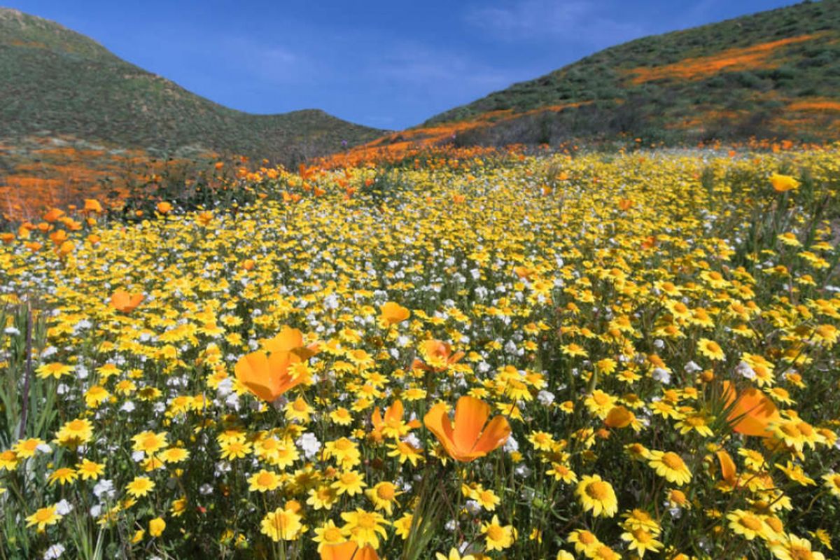 Bunga liar mekar di Gurun California
