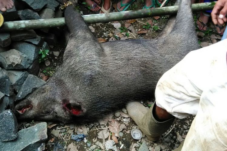 Masyarakat menangkap babi hutan yang diduga menyerang  Sunarti (60) warga Desa Jlegong RT 2 RW 2 Kecamatan Karangkobar, Banjarnegara, Jawa Tengah, Senin (11/9/2017).