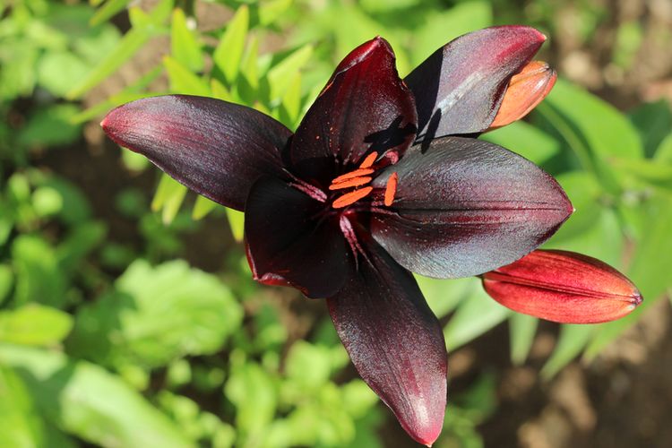 Ilustrasi bunga Black Asiatic Lily. 