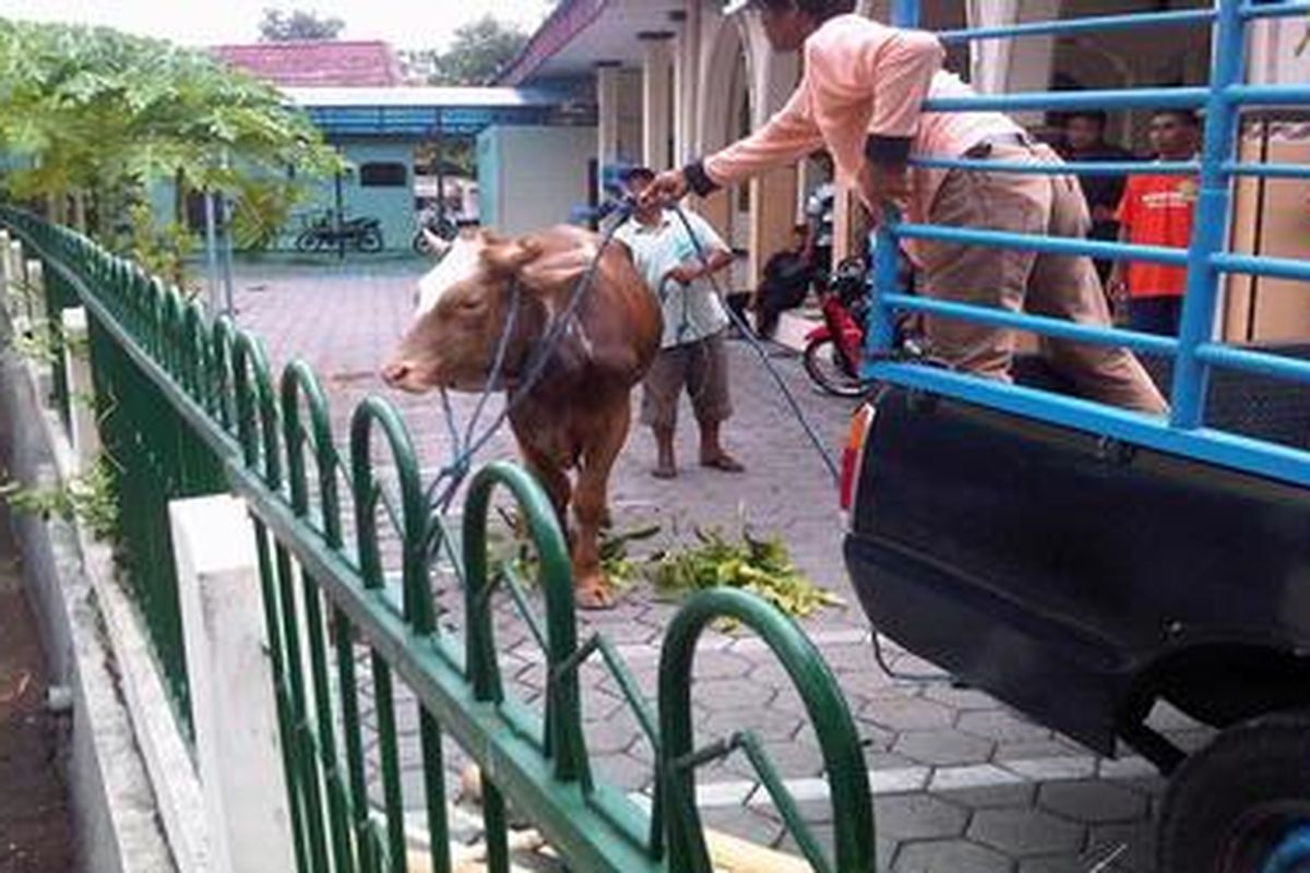 Karena diganggu anak-anak, sapi merah ini sempat berontak saat hendak disembilah untuk kurban. Tapi akhirnya sapi ini bisa dijinakkan, Minggu (6/11/2011),