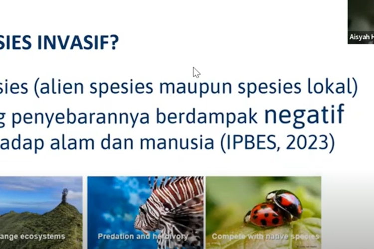 Peneliti Pusat Riset Ekologi dan Etnobiologi BRIN, Aisyah Handani memberikan materi dalam webinar Awasi dan Kenali Spesies Invasif Asing yang digelar Biodiversity Warriors, Jumat (17/5/2024). 