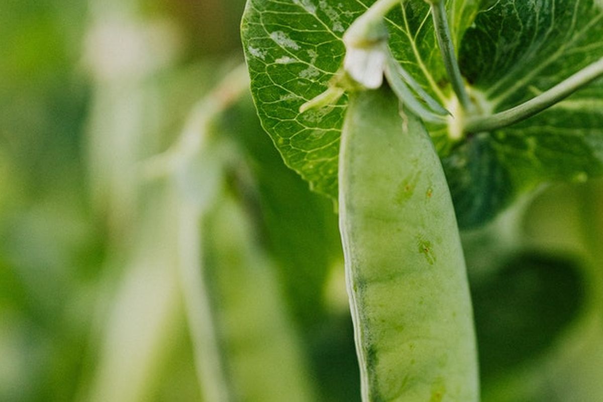 Ilustrasi tanaman kacang hijau