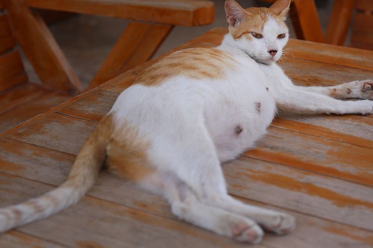 Ilustrasi kucing hamil. 