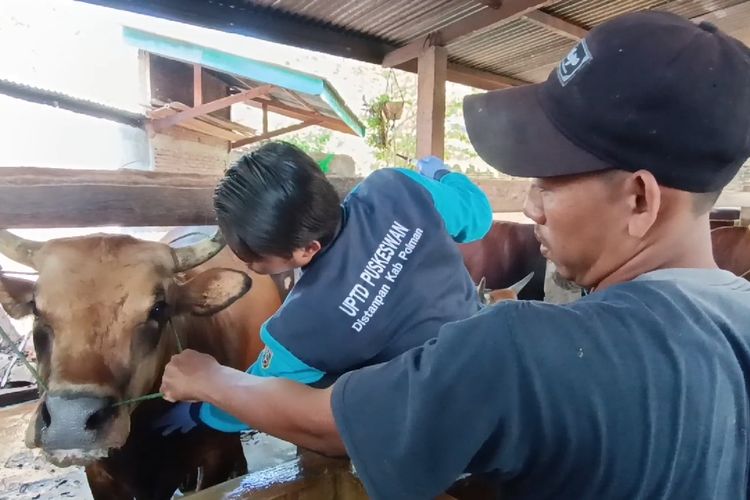 Sebanyak empat ekor hewan kurban milik peternak di Polewali mandar, Sulawesi barat ditemukan positif terjangkit PMK, Selasa (4/6/2024).