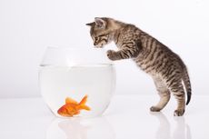 Benarkah Kucing Akan Memakan Ikan yang Ada di Kolam atau Akuarium? 