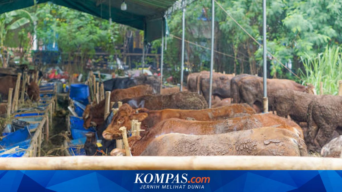 Harga Sapi Kurban di Bulukumba-Sinjai Naik Jelang Idul Adha, Tembus Rp 16 Juta per Ekor

Klik untuk baca: