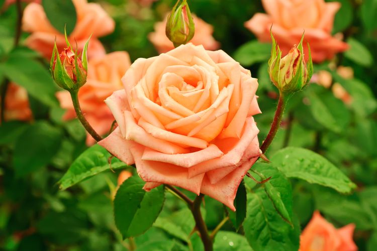 Ilustrasi bunga mawar oranye.