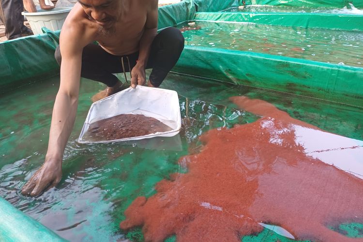 Kisah Pencari Cacing Sutra di BKT, Pendapatan Ratusan Ribu Rupiah per Hari
