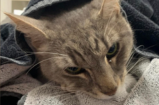 Kisah Arthur, Kucing yang Selamatkan Nyawa Manusia dari Serangan Ular