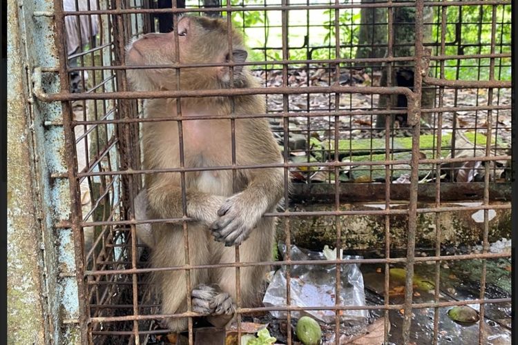 Monyet ekor panjang (Macaca Fascicularis) di kompleks Fakultas Perikanan dan Ilmu Kelautan (FPIK), Universitas Jenderal Soedirman (Unsoed) Purwokerto, Jawa Tengah, Jumat (12/8/2022).