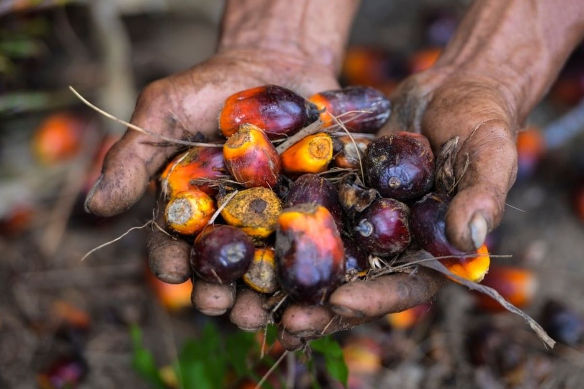 Seorang pekerja perkebunan kelapa sawit menunjukkan buah kelapa sawit di Meulaboh, Aceh, 28 Maret 2019. Indonesia adalah produsen utama minyak sawit, bahan baku berbagai produk, mulai dari minyak goreng, kosmetik, hingga biodiesel. 