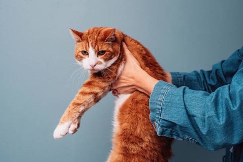 8 Kelakuan Manusia yang Tidak Disukai Kucing