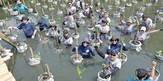 Lestarikan Lingkungan, MDKA Tanam 1.000 Bibit Mangrove di Jakut dan Bekasi