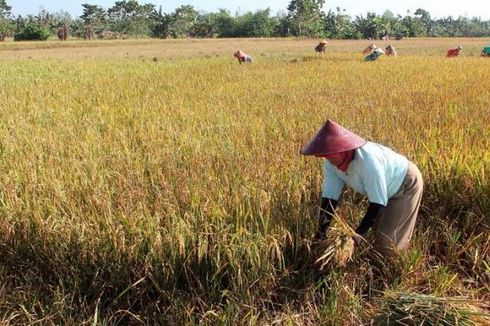 Strategi Jokowi dan Prabowo Perluas Lahan Pertanian Dipertanyakan