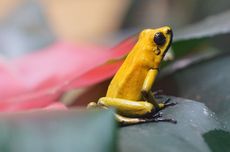 10 Fakta Unik tentang Katak