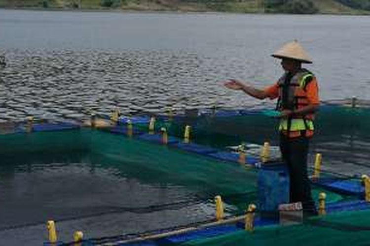 Pekerja PT Suri Tani Pemuka sedang menebar pakan ikan di keramba budidaya ikan Danau Toba