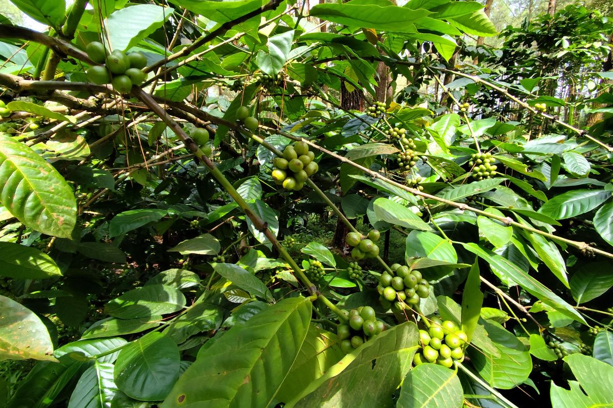 Kondisi buah kopi di pohon yang ditanam oleh anggota Lady Farmer Coffee di lahan Perhutani yang telah lebih dulu diisi oleh pohon karet di Karangkobar, Banjarnegara, Jawa Tengah pada Minggu (9/3/2024). Pohon-pohon kopi di sana cenderung menghasilkan buah dengan kualitas baik. Pengurus Lady Farmer Coffee memang sudah sering mengampanyekan pelestarian pohon peneduh sebagai upaya dalam menyiasasi perubahan iklim. Menanam atau mempertahankan pohon peneduh di sekitar kebun kopi kini penting untuk mengurangi intensitas hujan yang berlebihan dan penyinaran matahari yang terlalu tinggi. Di samping itu, pohon peneduh dianggap dapat membantu menjaga kelembaban tanah, mengurangi erosi, dan menciptakan mikroklimat yang lebih stabil. Hal ini dapat membantu menjaga hasil panen kopi secara berkelanjutan.