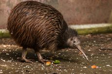 Pertama Kali dalam 150 Tahun, Burung Kiwi Menetas di Selandia Baru 