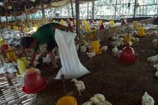 Jeritan Peternak Saat Harga Ayam Anjlok Rp 5.000 Per Kg: Pilih Bertahan atau Kosongkan Kandang 