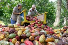 3 Tantangan Petani Kakao Indonesia, Sulit Mencari Mitra Bisnis 