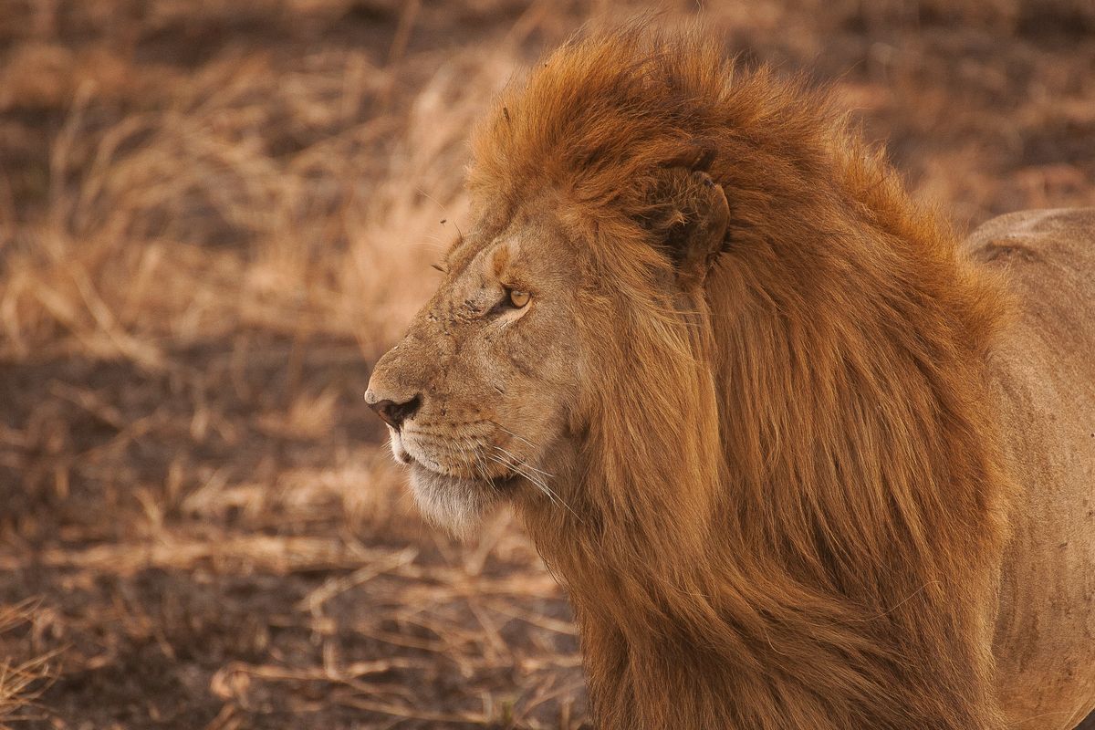 Ilustrasi singa, salah satu hewan pendendam.