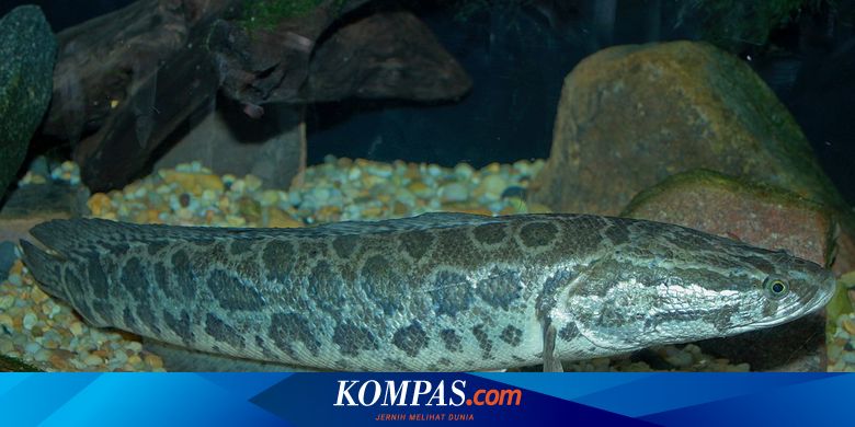 90 Ikan Predator Air Tawar Di Indonesia Terbaru