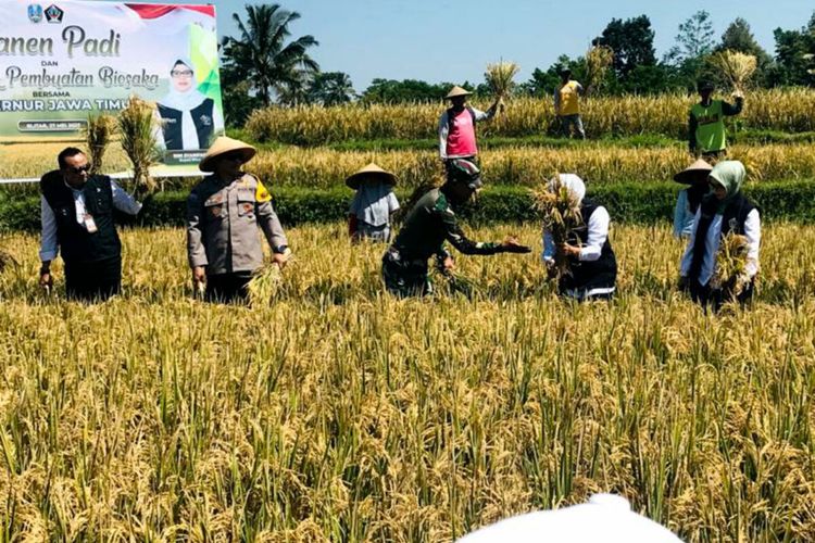 Gubernur Jawa Timur Khofifah Indar Parawansa mengunjungi lahan padi siap panen di Desa Soso, Kecamatan Gandusari, Kabupaten Blitar, Sabtu (27/5/2023)