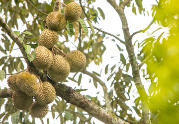 Durian Indonesia Tak Berdaya di Pasar Global