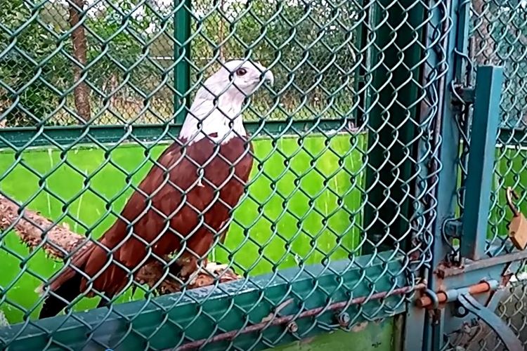 Salah satu burung elang yang sedang menjalani proses rehabilitasi di PPS Alobi Air Jangkang, Bangka, Kepulauan Bangka Belitung, Agustus 2023.