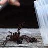 Mulai Hujan di Australia, Waspada Serangan Laba-laba Mematikan