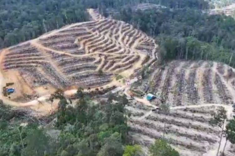 Hutan lindung yang hancur akibat dibabat dan ditanami sawit, di Desa Balung, Kecamatan XIII Koto Kampar, Kabupaten Kampar, Riau, Senin (9/6/2025).