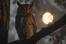 Ahli IPB: Pengendalian Tikus Sawah dengan Burung Hantu, Kurang Efektif