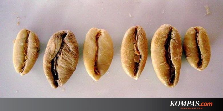 Luar Biasa Gambar Tanaman  Kopi  Liberika Bunga Hias