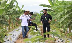 Mentan SYL Minta Petani Milenial Serius Garap Porang untuk Dijadikan Komoditas Andalan Nasional