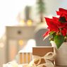 Mengenal Poinsettia, Tanaman Hias Khas Dekorasi Natal