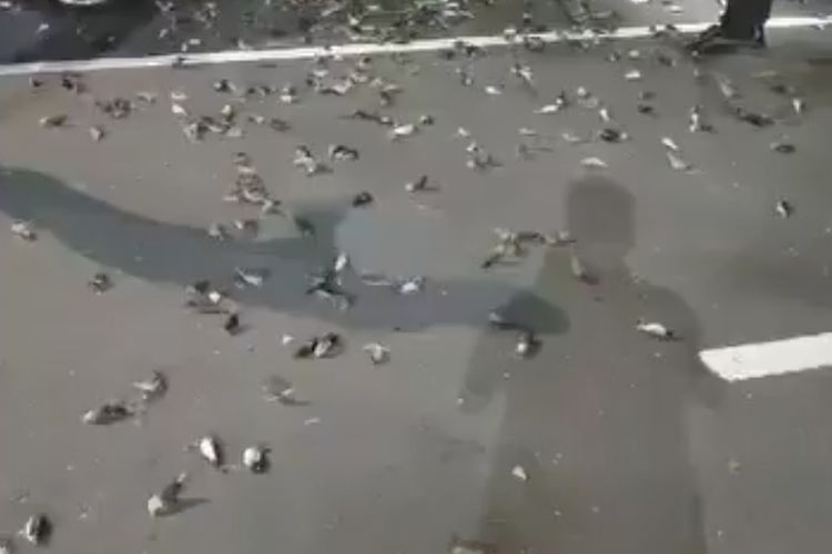 BKSDA: Kawanan Burung Pipit di Bandara Ngurah Rai Bali Mati akibat Tersambar Petir