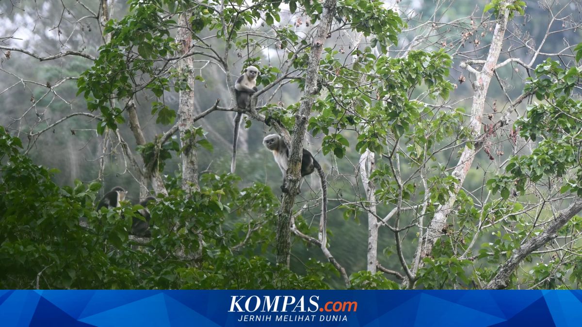 Sempat Dianggap Punah, Populasi Monyet Langka Ini Melonjak 3 Kali Lipat – Kompas.com