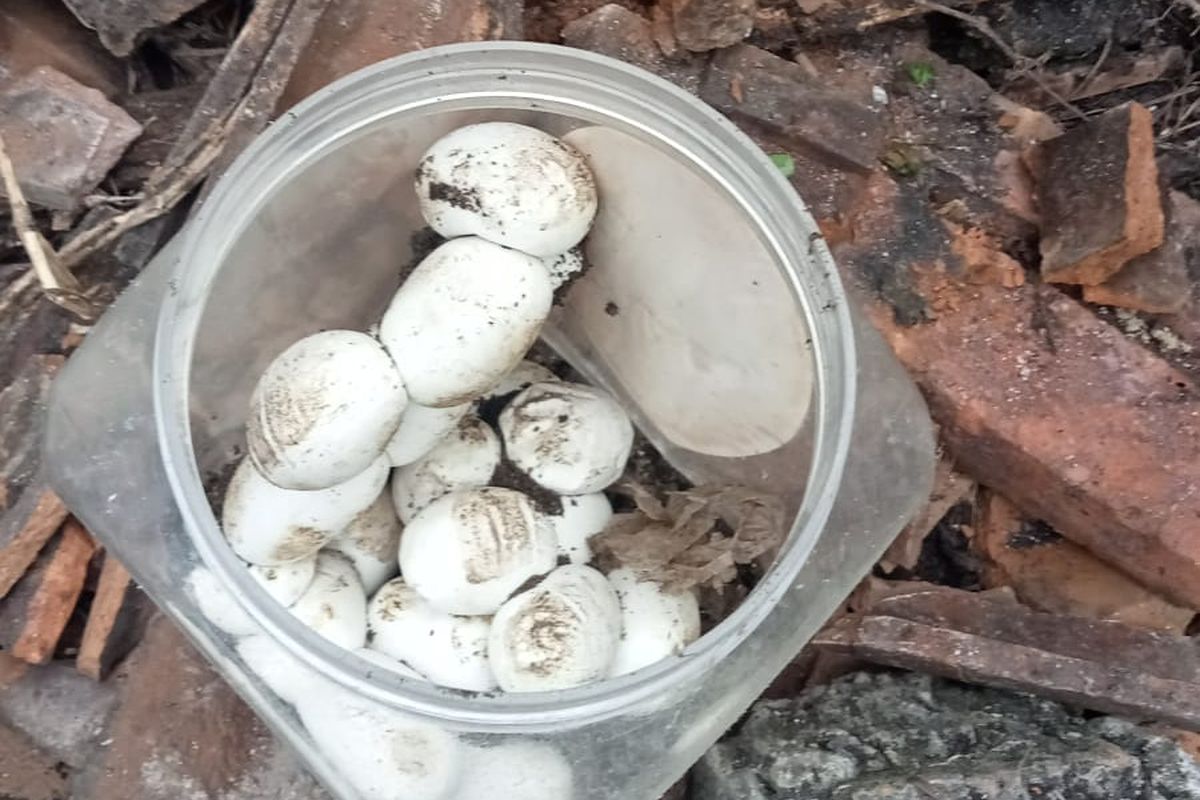 Inilah 22 telur indukan ular kobra yang berhasil ditemukan Tim Exalos Indonesia Regional Madiun di rumah Femi Kustianingsih, warga Desa Buduran, Kecamatan Wonoasri, Kabupaten Madiun, Jawa Timur, Kamis (13/11/2025). 