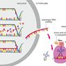 Sintesis Protein: Proses Transkripsi dan Translasi