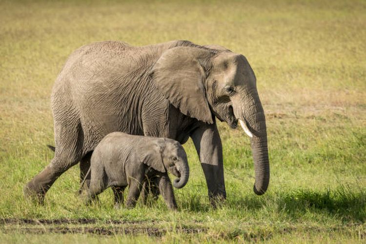 Ilustrasi gajah, hewan yang bereproduksi dengan cara melahirkan atau vivipar.
