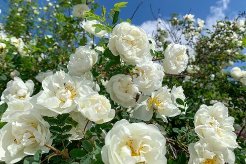 5 Tanaman Pendamping yang Cocok untuk Bunga Mawar