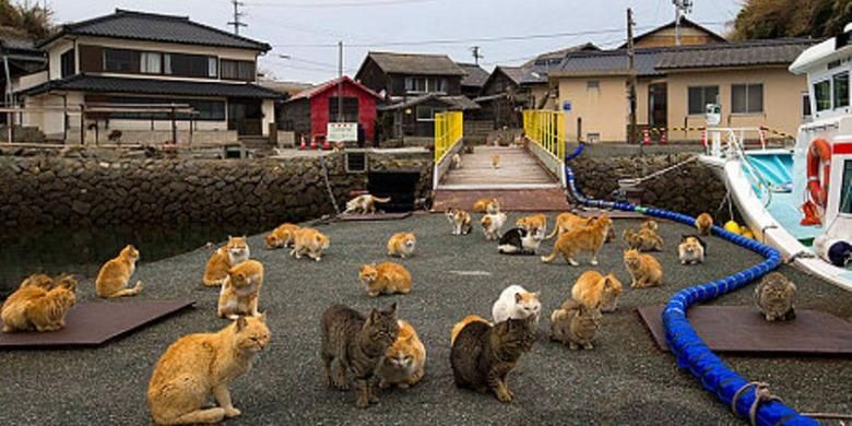 Puluhan kucing terlihat berkumpul di pelabuhan pulau Aoshima, Jepang. Di pulau ini, jumlah kucing enam kali lipat lebih banyak dibanding jumlah manusia.