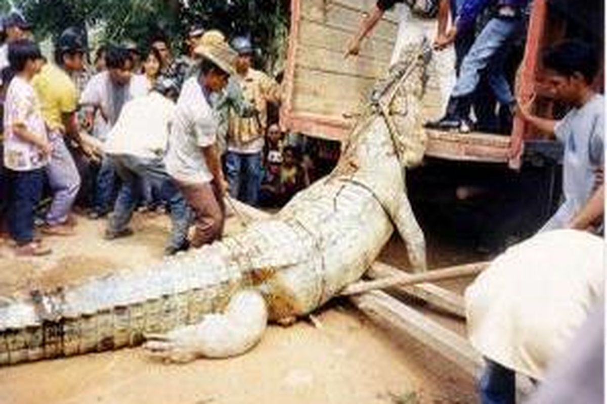 Buaya yang dikenal dengan monster Sangatta (Kutim) ketika tertangkap masyarakat.