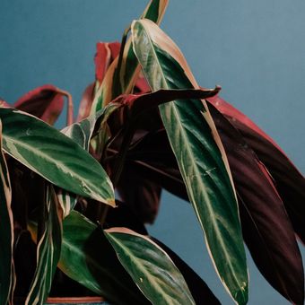 Ilustrasi tanaman hias Stromanthe. 